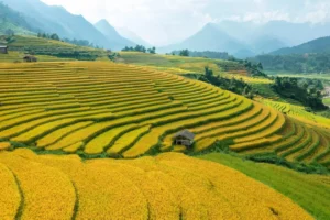 Best Time to Visit Sapa for Trekking